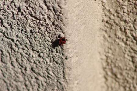 Red bug on a wallの写真素材