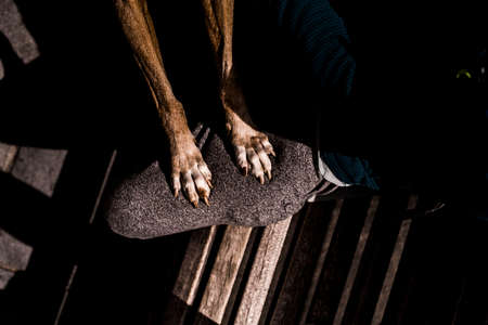 dogs travel adventure animals in natureの写真素材