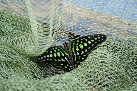 Large in the frame color butterfly in the green gridの写真素材