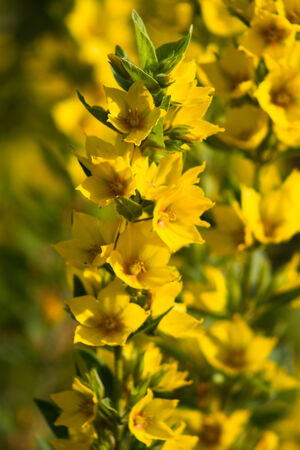 Close up Lysimachia vulgaris