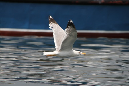 White Seagull flying over the water along the ship. Sea birdの写真素材