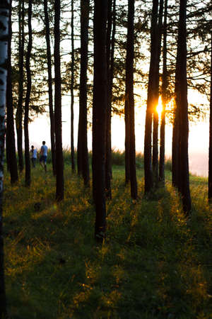 Evening sun the trees a pair of boy and girl in the distance the silhouette of a walking love romanceの写真素材