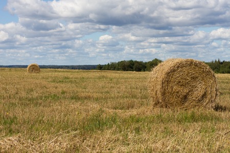 Agriculture straw gathered into a sheaf field sky harvest. Nature day sun