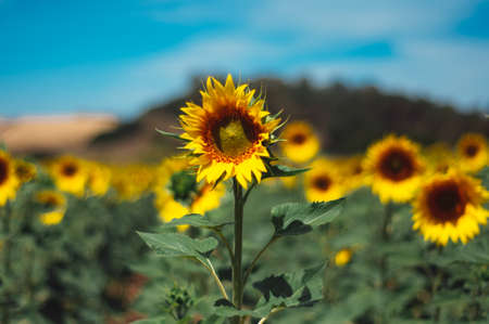 Sunflowersの写真素材