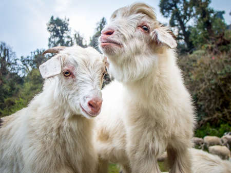 Two white goats with wild forest on the background. Concept of love and tenderness. The picture was taken in Nepal Mountains.の写真素材