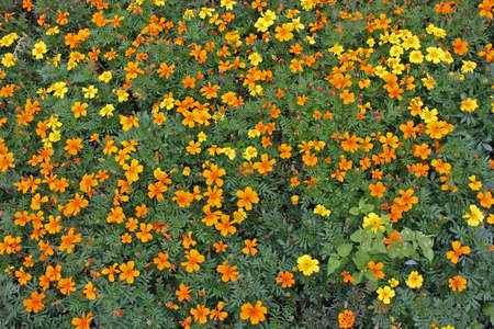 texture: flowers for fabricの写真素材