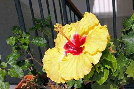 Biscus yellow flower grown in pots in the houseの写真素材