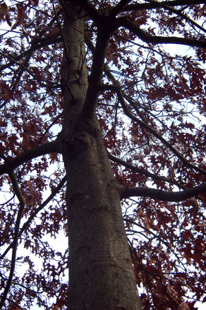 Particular landscape: tree in autumn in city parkの写真素材