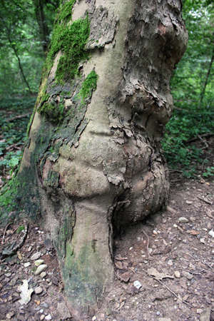 Particular landscape: tree trunk inclinedの写真素材