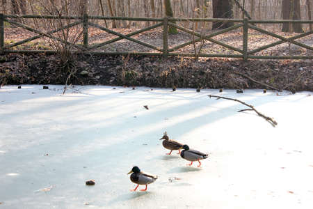 three ducklings on frozen lakeの写真素材