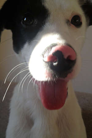 gay, black and white dog, medium size, with tongue outの写真素材