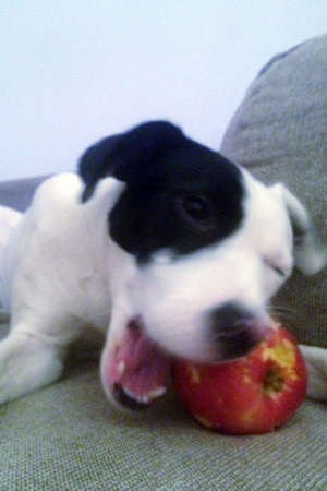 gay, sweet dog, intent on eating the appleの写真素材