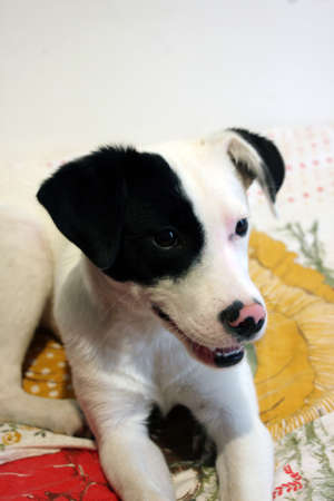 gay, wonderful dog on my bed in my roomの写真素材