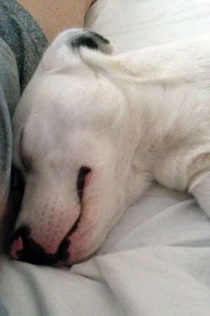 gay, sweet dog while sleeping next to meの写真素材