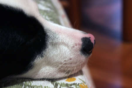 gay dog ?????? sleepyheadの写真素材