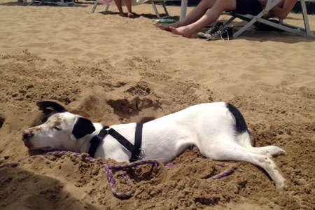 gay, dog tired, having made his hole you put in and sunbathing on the beach by the seaの写真素材