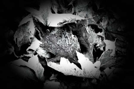 fallen leaves on the first cold and frost in black and whiteの写真素材