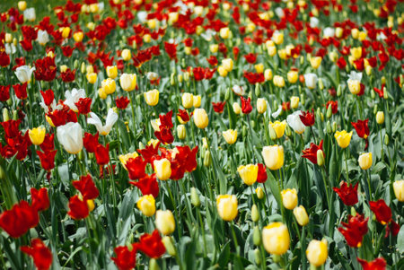 tulips. a bulbous spring-flowering plant of the lily family, with boldly colored cup-shaped flowers.の写真素材