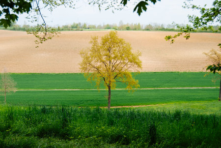 A lone tree on a green field in the middle of the springの写真素材