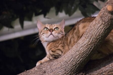 Close up of Bengal cat on tree branch