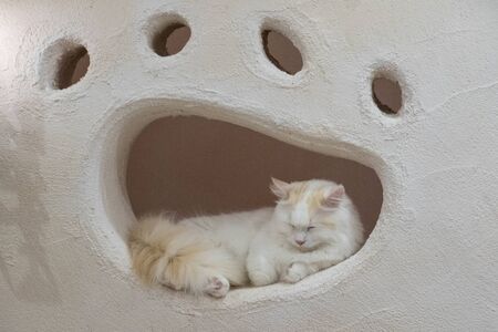 Cat resting in a footprint niche