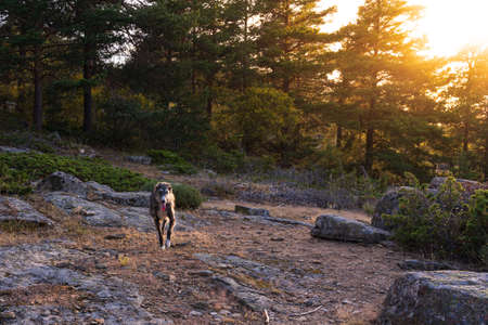 Black greyhound walking over rocks at sunset in a mountainの写真素材