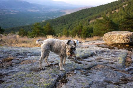 Schnauzer walking over rocks in a mountain