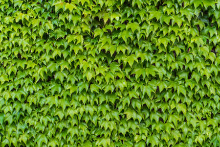 Background image of a climbing ivy in a wall