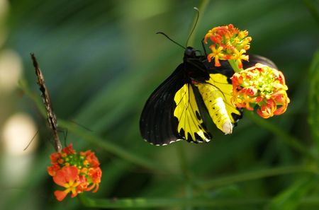 two butterflies