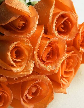coral rose bunch cropped with water droplets の写真素材