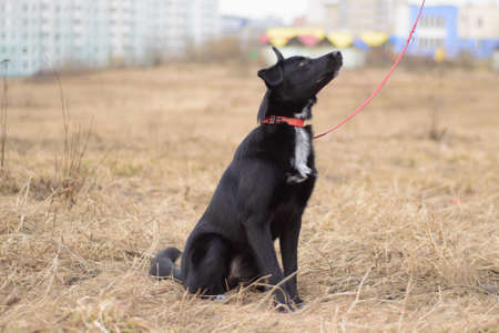 Black dog on a red leash playing outsideの写真素材