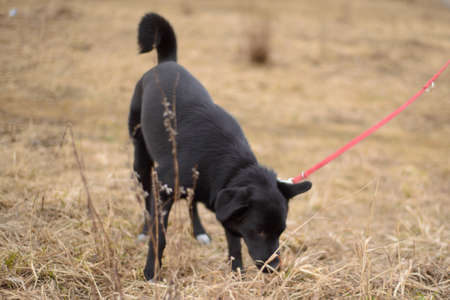 Black dog on a red leash playing outsideの写真素材