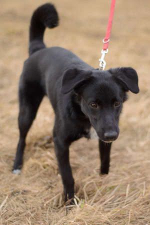 Black dog on a red leash playing outsideの写真素材