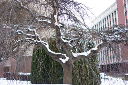 winter, green thuja bushes and a tree covered with white snowの写真素材