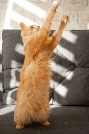 red cat on a gray sofa in the apartmentの写真素材