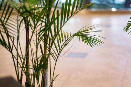 Green living plants in the interior, indoor palm treeの写真素材