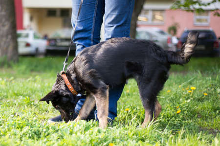 in the park on a leash in the green grass next to the person is a small black dog with white spots and red paws, she with interest digs in the ground next to the man's shoes, trying to dig somethingの写真素材