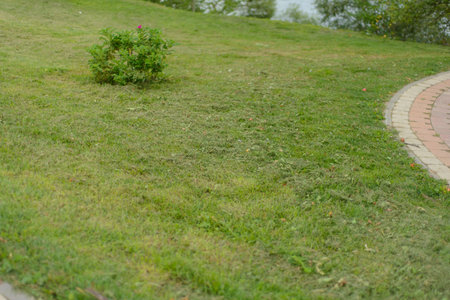 green grass lawn on the hillside near the lake, paved path to the right and a wild rose Bush on the...
