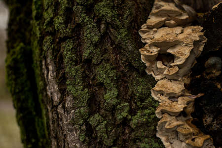 wood mushrooms, Golden and green Shield Lichen and moss Close-Up on Tree Barkの写真素材