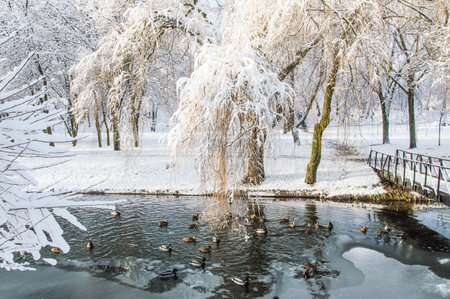 winter park, snow-covered bridge over the river, beautiful willow trees, ducks and ice floes on the...