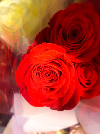 red bud with thin petalsの写真素材