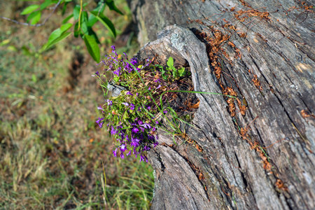 purple small flowers grow from the hollow of a fallen old tree
