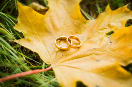 Elegant gold wedding rings on yellow autumn leaves. wedding in rustic styleの写真素材