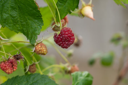 hot summer, among the green leaves ripe and dried raspberries