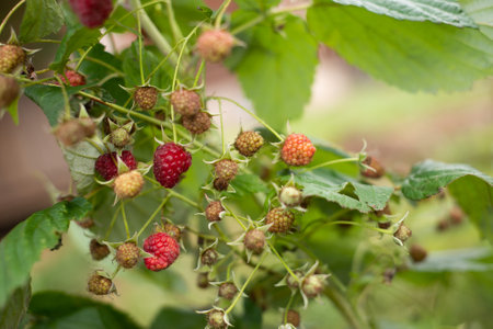 hot summer, among the green leaves ripe and dried raspberries