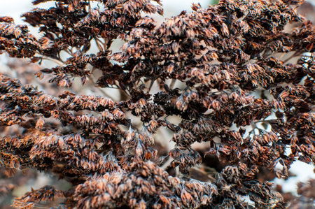 Dry flowers in winter, close-up, macro photography.