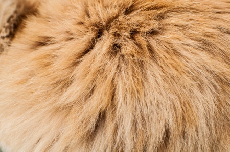 red animal fur cat with long hair