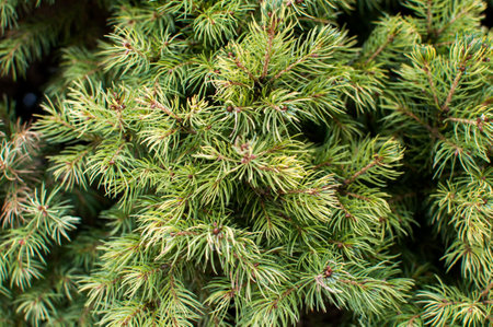 evergreen, spruce branches, small needle fir