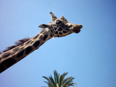 Giraffeの写真素材