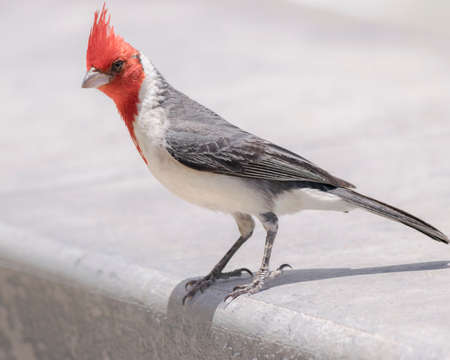 Red Crested Cardinal Perchedの写真素材